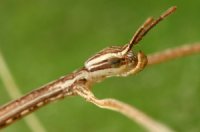 Sceptrophasma langkawicense