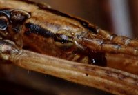 Anisomorpha ferruginea