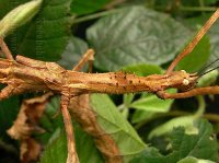 Phasmotaenia spinosa